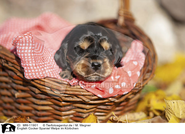 English Cocker Spaniel Welpe im Krbchen / English Cocker Spaniel puppy in the basket / MW-11901