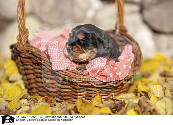 English Cocker Spaniel Welpe im Krbchen / English Cocker Spaniel puppy in the basket / MW-11902