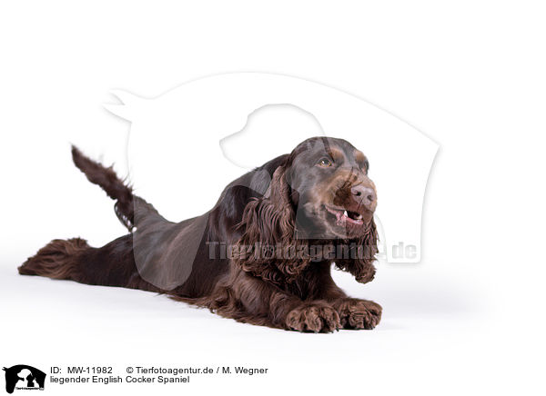 liegender English Cocker Spaniel / MW-11982