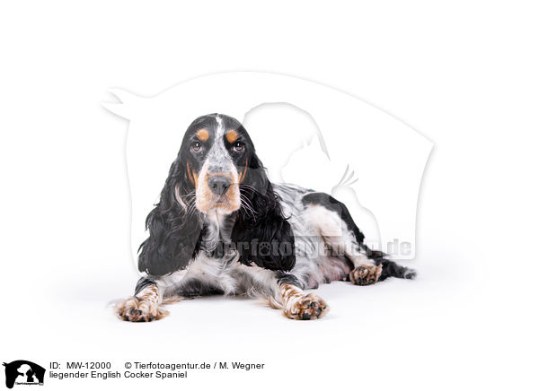 liegender English Cocker Spaniel / MW-12000