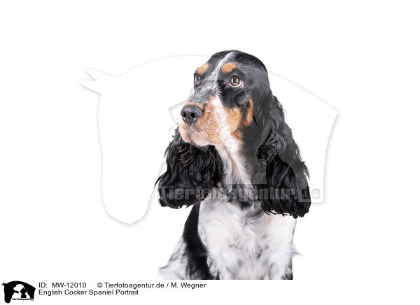 English Cocker Spaniel Portrait / MW-12010