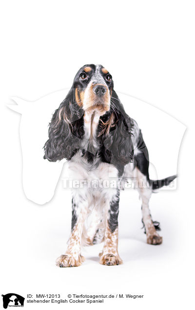 stehender English Cocker Spaniel / MW-12013