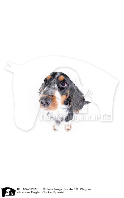 sitzender English Cocker Spaniel / MW-12018