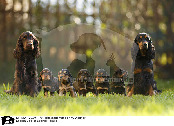 English Cocker Spaniel Familie / English Cocker Spaniel family / MW-12020