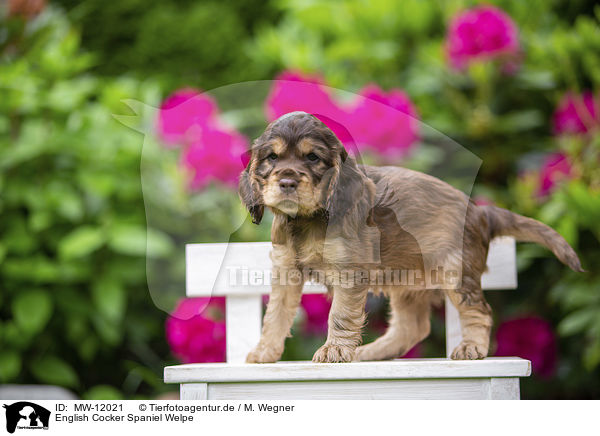 English Cocker Spaniel Welpe / MW-12021