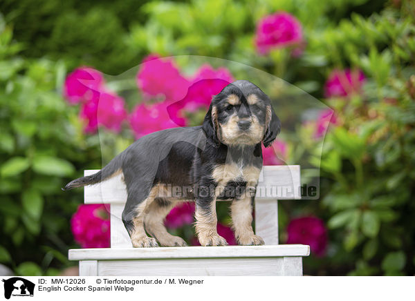 English Cocker Spaniel Welpe / MW-12026