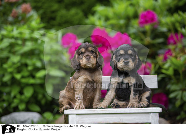 English Cocker Spaniel Welpe / MW-12035