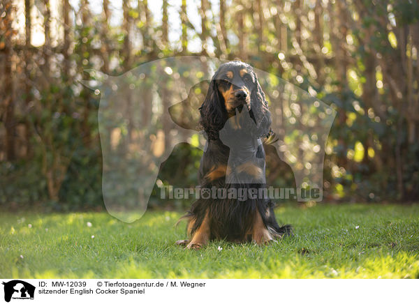sitzender English Cocker Spaniel / MW-12039