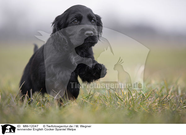 rennender English Cocker Spaniel Welpe / MW-12047