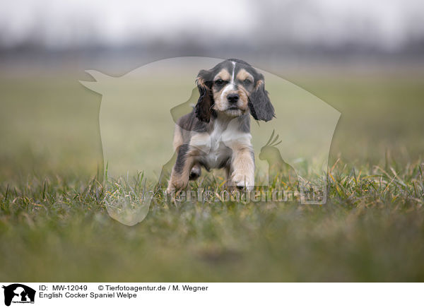 English Cocker Spaniel Welpe / MW-12049