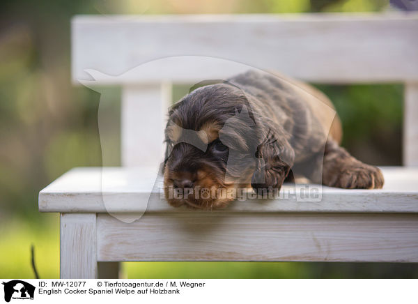 English Cocker Spaniel Welpe auf Holzbank / English Cocker Spaniel puppy on wooden bench / MW-12077