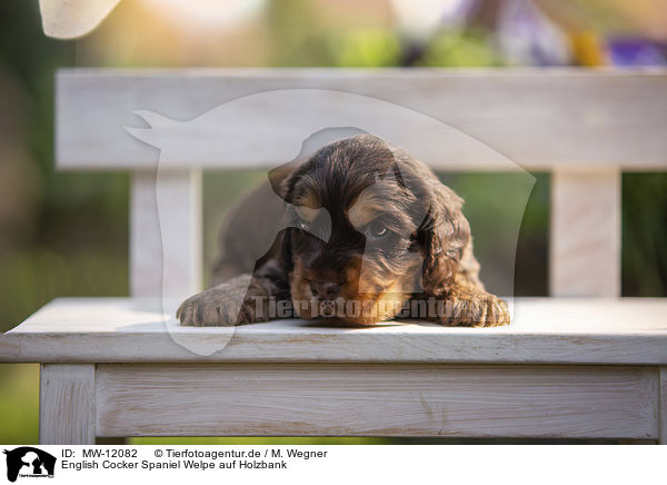 English Cocker Spaniel Welpe auf Holzbank / English Cocker Spaniel puppy on wooden bench / MW-12082