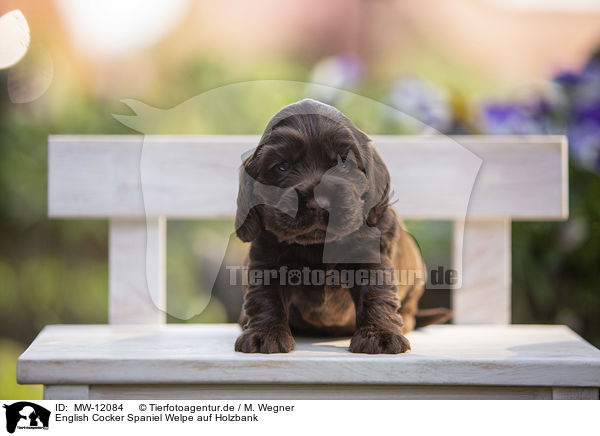 English Cocker Spaniel Welpe auf Holzbank / English Cocker Spaniel puppy on wooden bench / MW-12084