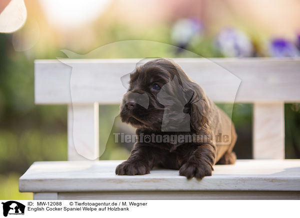 English Cocker Spaniel Welpe auf Holzbank / MW-12088
