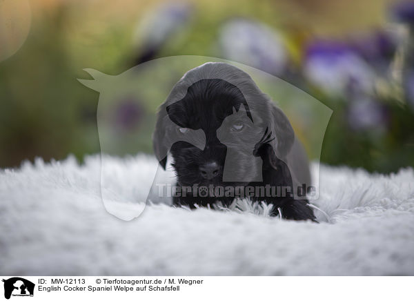 English Cocker Spaniel Welpe auf Schafsfell / MW-12113