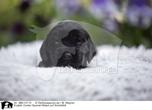 English Cocker Spaniel Welpe auf Schafsfell / MW-12114
