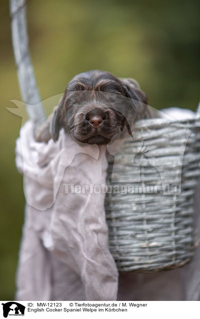 English Cocker Spaniel Welpe im Krbchen / MW-12123