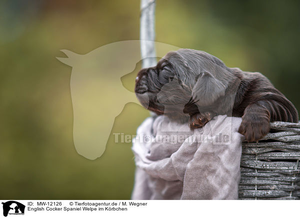 English Cocker Spaniel Welpe im Krbchen / MW-12126