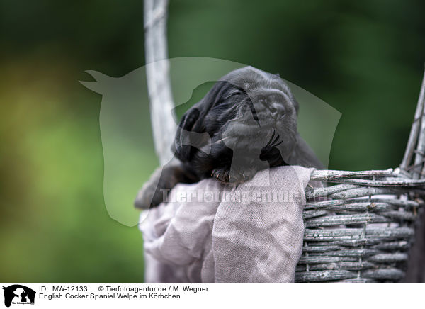 English Cocker Spaniel Welpe im Krbchen / English Cocker Spaniel in a basket / MW-12133