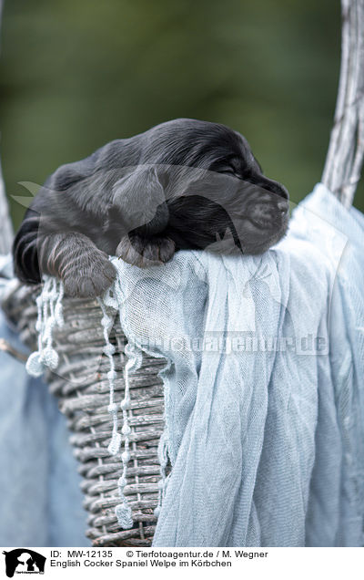 English Cocker Spaniel Welpe im Krbchen / MW-12135