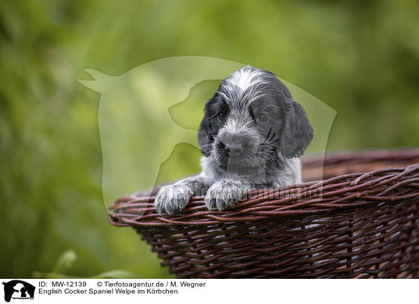 English Cocker Spaniel Welpe im Krbchen / English Cocker Spaniel puppy in a basket / MW-12139