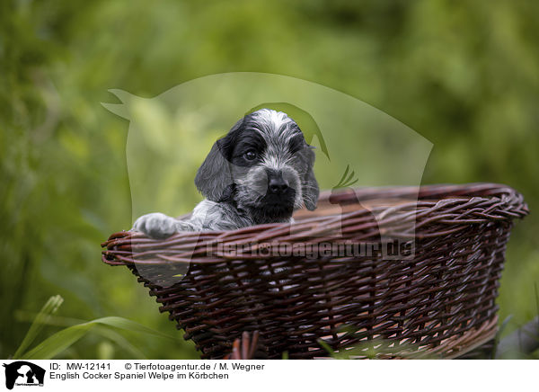 English Cocker Spaniel Welpe im Krbchen / MW-12141