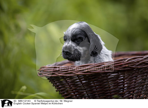 English Cocker Spaniel Welpe im Krbchen / MW-12143