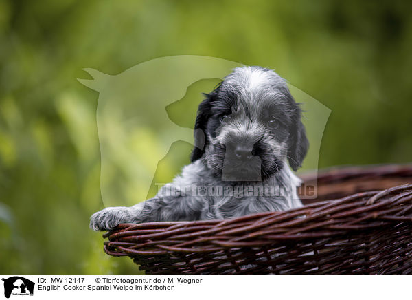 English Cocker Spaniel Welpe im Krbchen / MW-12147