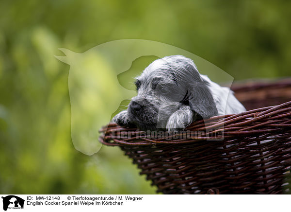 English Cocker Spaniel Welpe im Krbchen / English Cocker Spaniel puppy in a basket / MW-12148