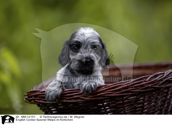 English Cocker Spaniel Welpe im Krbchen / English Cocker Spaniel puppy in a basket / MW-12151