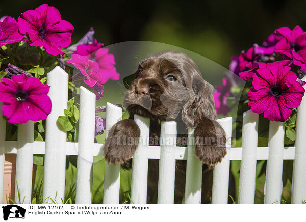 English Cocker Spaniel Welpe am Zaun / English Cocker Spaniel Puppy at fence / MW-12162
