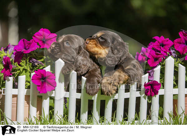 English Cocker Spaniel Welpe am Zaun / MW-12169