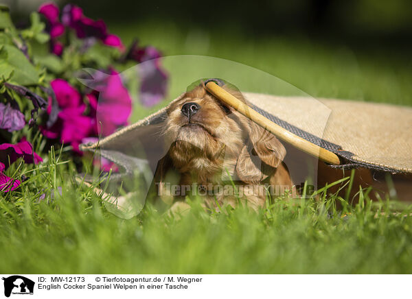 English Cocker Spaniel Welpen in einer Tasche / MW-12173