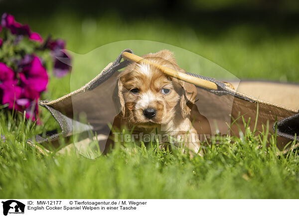 English Cocker Spaniel Welpen in einer Tasche / MW-12177
