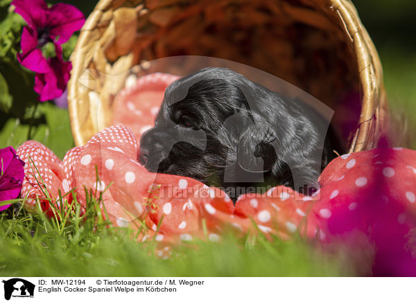 English Cocker Spaniel Welpe im Krbchen / English Cocker Spaniel Puppy in a basket / MW-12194