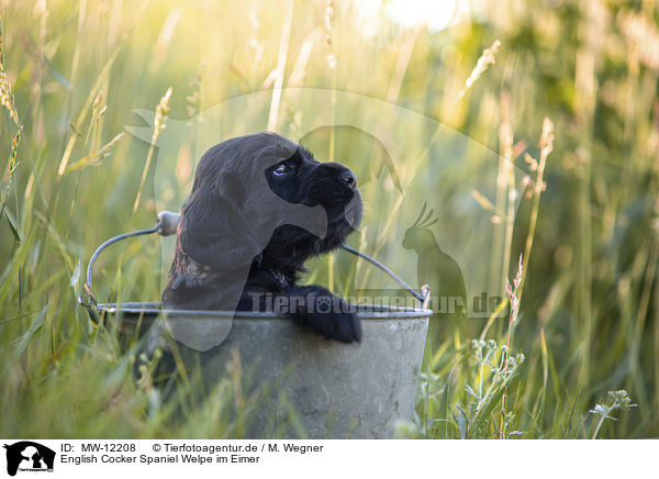 English Cocker Spaniel Welpe im Eimer / MW-12208