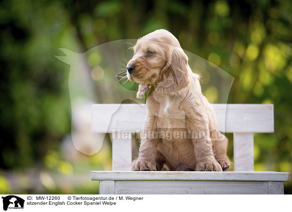sitzender English Cocker Spaniel Welpe / sitting English Cocker Spaniel Puppy / MW-12260