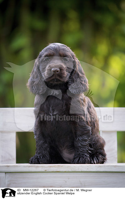 sitzender English Cocker Spaniel Welpe / MW-12267