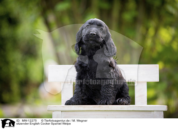 sitzender English Cocker Spaniel Welpe / MW-12275