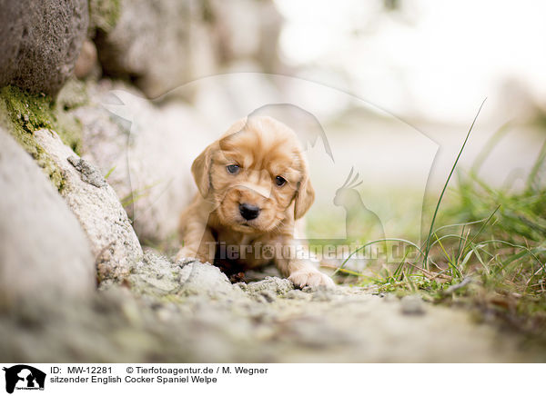 sitzender English Cocker Spaniel Welpe / MW-12281
