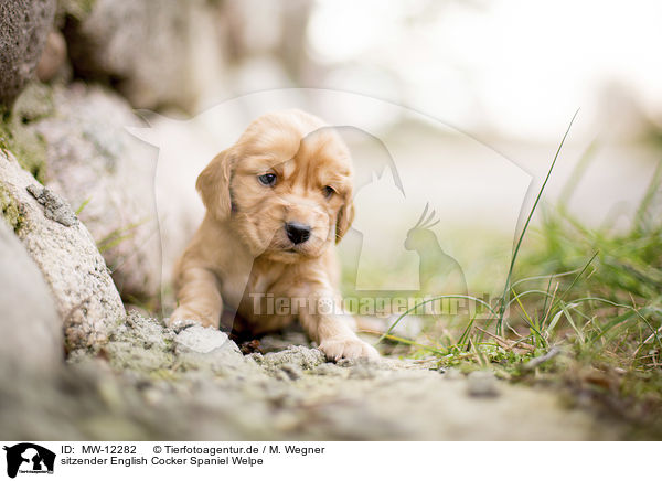 sitzender English Cocker Spaniel Welpe / MW-12282