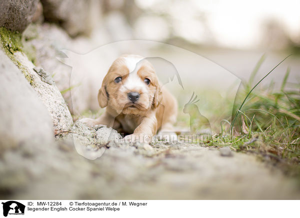 liegender English Cocker Spaniel Welpe / MW-12284