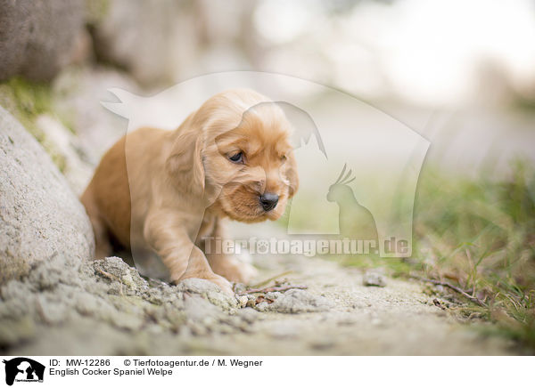 English Cocker Spaniel Welpe / MW-12286