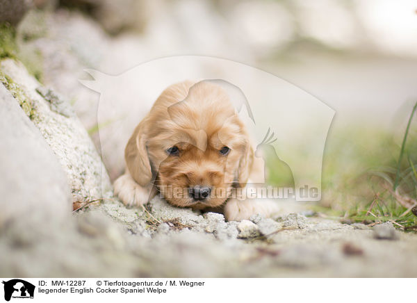 liegender English Cocker Spaniel Welpe / MW-12287