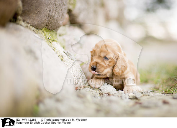liegender English Cocker Spaniel Welpe / MW-12288