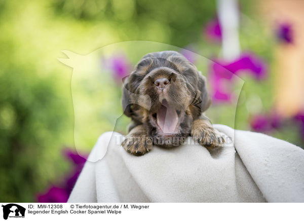liegender English Cocker Spaniel Welpe / MW-12308