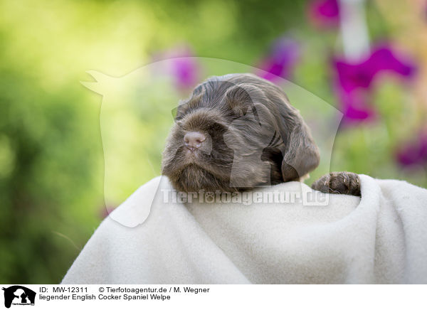 liegender English Cocker Spaniel Welpe / MW-12311