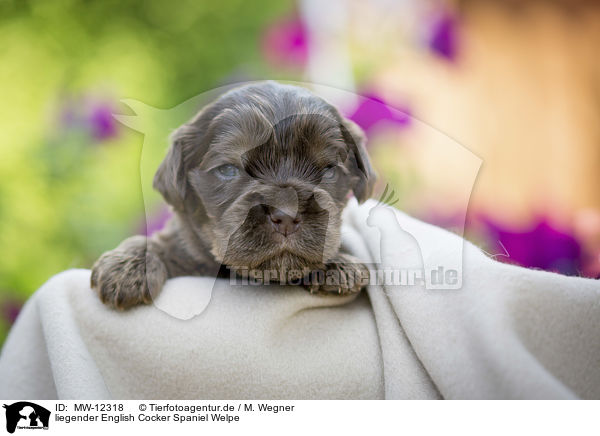 liegender English Cocker Spaniel Welpe / MW-12318