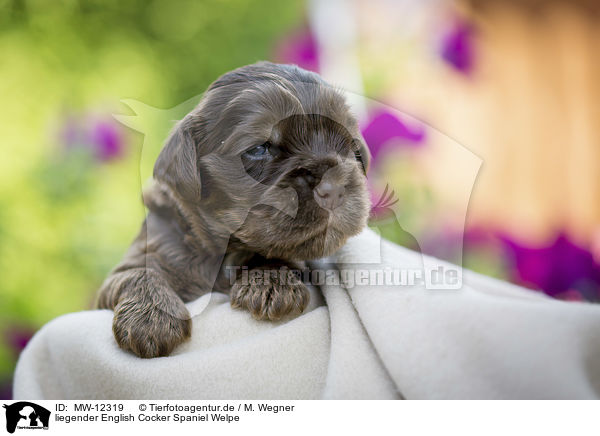 liegender English Cocker Spaniel Welpe / MW-12319