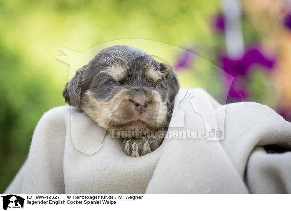 liegender English Cocker Spaniel Welpe / MW-12327